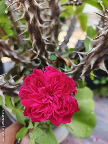 Obraz pink rose bush