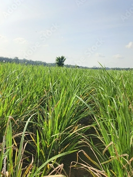 Obraz green rice field