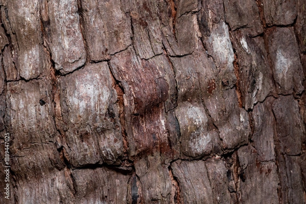 Obraz Natural Tree Bark Texture with Rough Organic Surface
