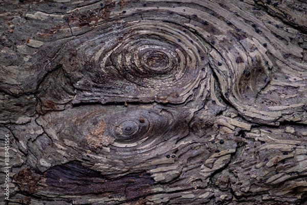 Obraz Natural Tree Bark Texture with Rough Organic Surface