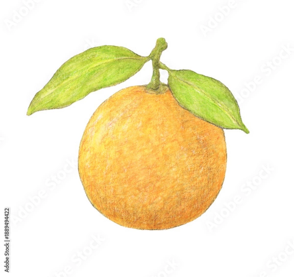 Fototapeta 葉が2枚ついたネーブルオレンジ　水彩色鉛筆イラスト