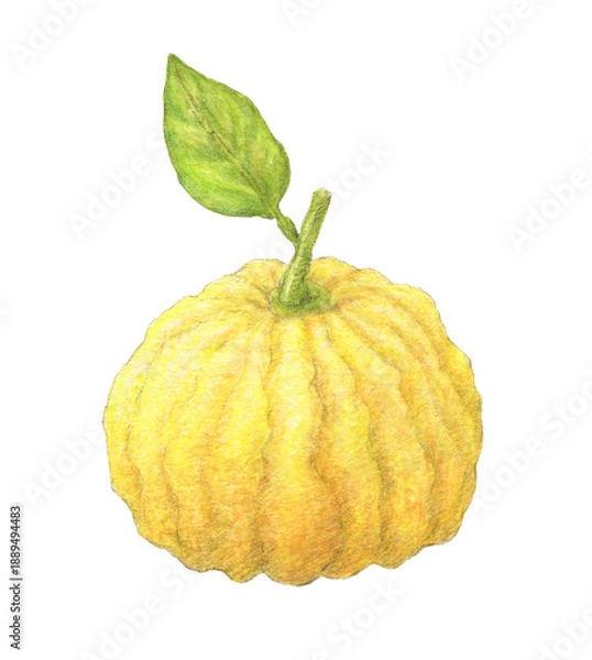 Fototapeta 葉の付いた獅子ゆず　水彩色鉛筆イラスト