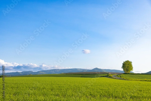 Obraz 北海道美瑛2025春-五稜からの風景-02