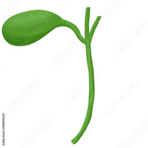 Obraz Gallbladder with bile duct anatomy model