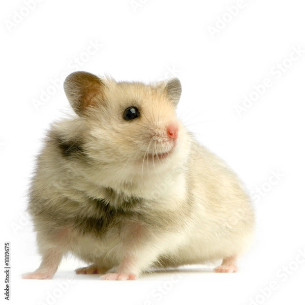 Obraz hamster