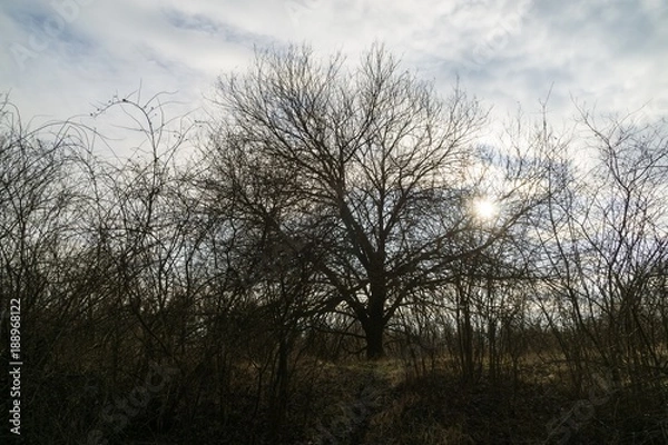 Obraz Trees in the forest. Slovakia
