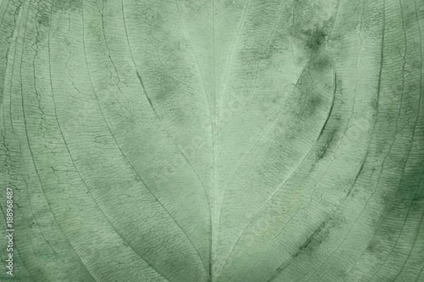 Obraz Geen blue leaf texture