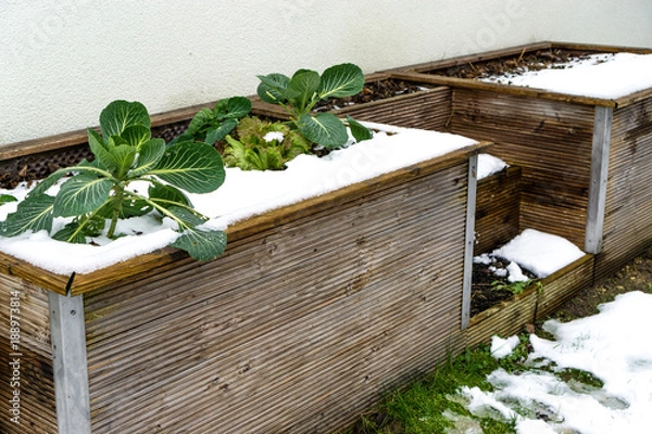 Obraz Hochbeet im Winter