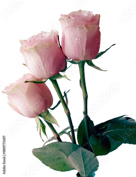 Obraz pretty pink roses isolated close up