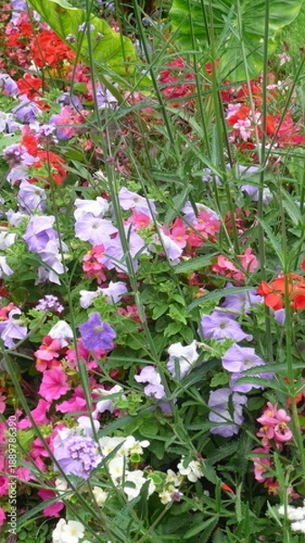 Obraz red and white flowers