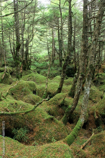 Obraz 白駒の池・苔と原生林