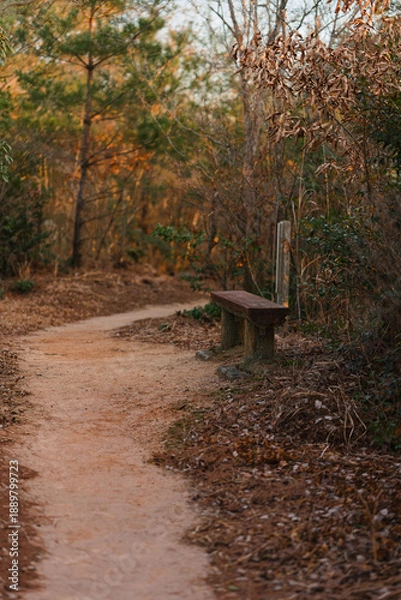 Obraz 登山道とベンチ