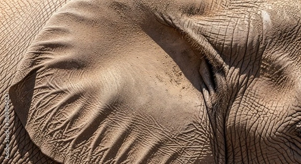 Obraz Elephant skin texture close-up