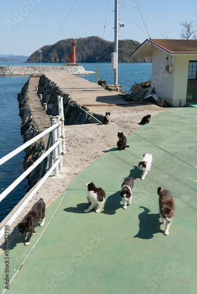 Obraz 港の猫の集団