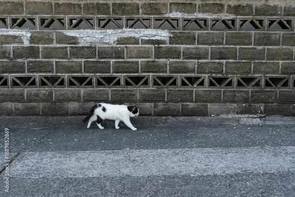 Obraz 歩く猫