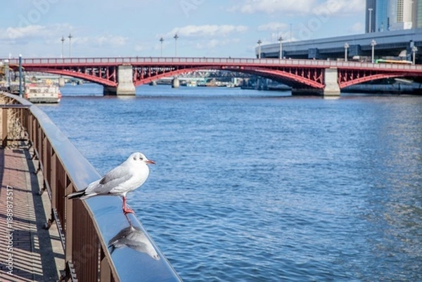 Obraz 浅草、隅田川のほとりにとまっているユリカモメ
