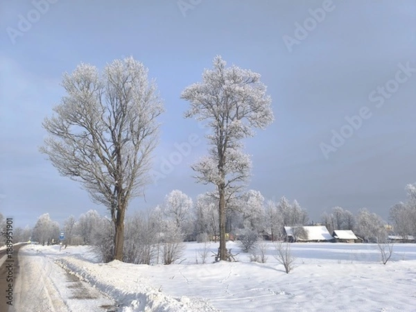 Obraz trees in winter