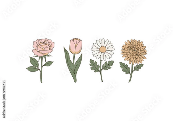 Fototapeta Delicate floral illustrations Vector