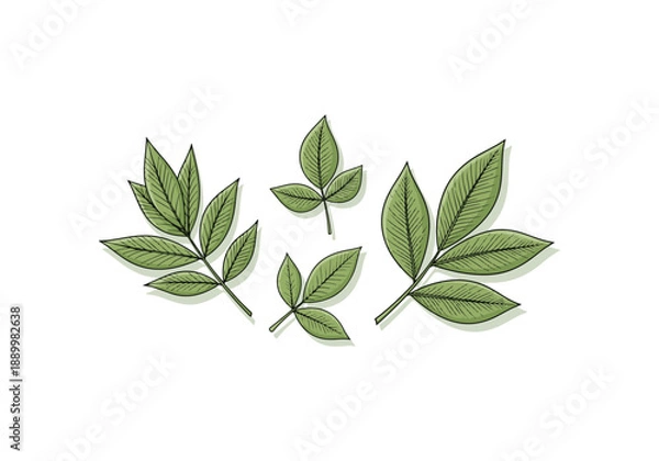 Fototapeta Simple botanical illustration Vector