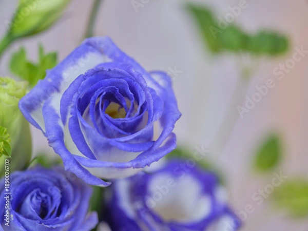 Obraz 色鮮やかなトルコギキョウ