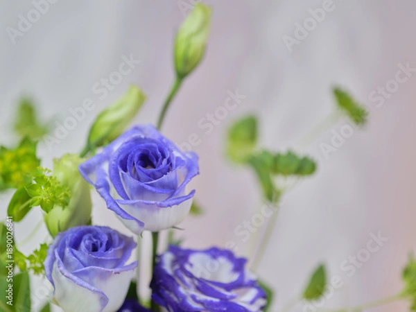 Obraz 色鮮やかなトルコギキョウ