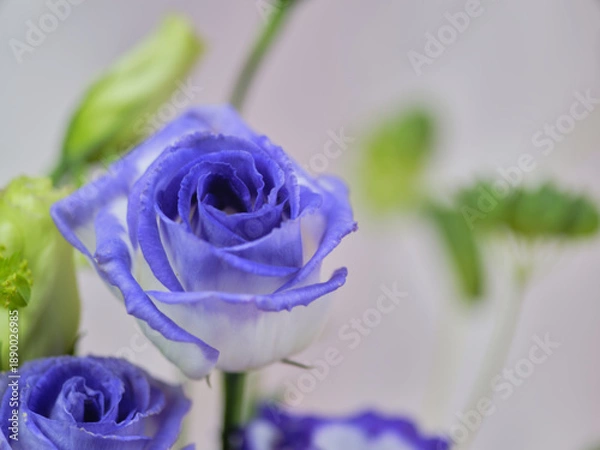 Obraz 色鮮やかなトルコギキョウ