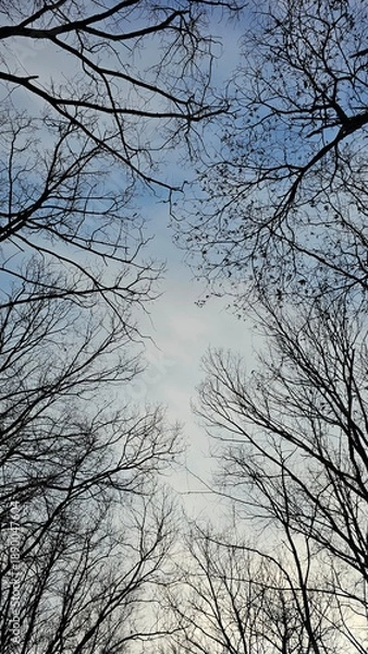 Obraz 겨울 숲 사이로 열린 하늘