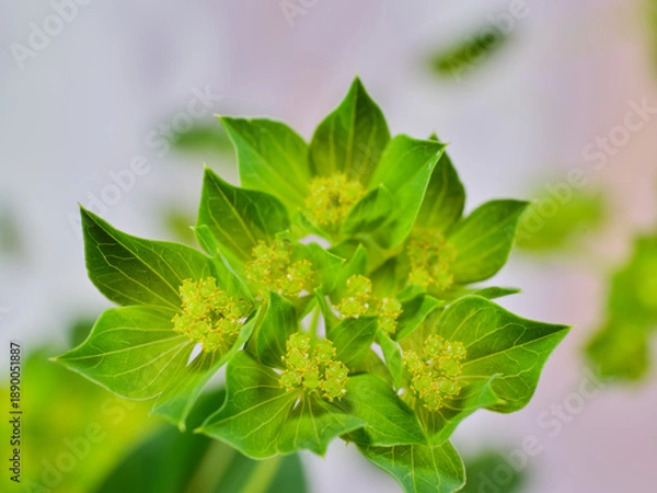 Obraz 可愛い緑の葉小さな花