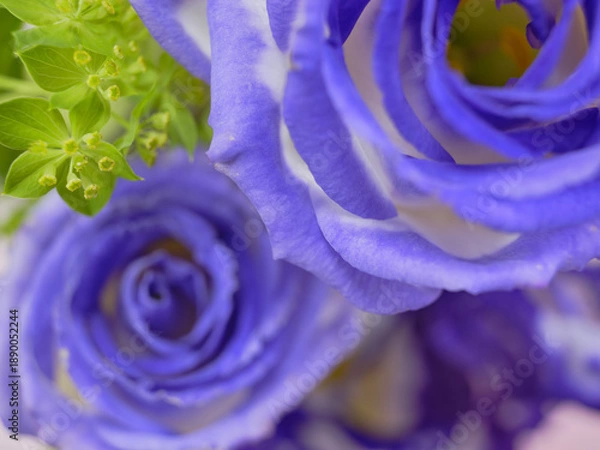 Obraz 色鮮やかなトルコギキョウ