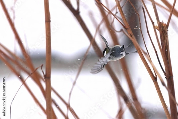 Obraz 羽ばたいたシジュウカラ