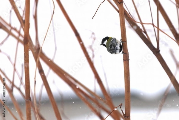 Obraz 冬毛のシジュウカラ