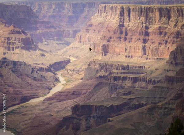 Obraz A bird of prey is climbing up into the sky above the Grand Canyon National Park's South Rim.
