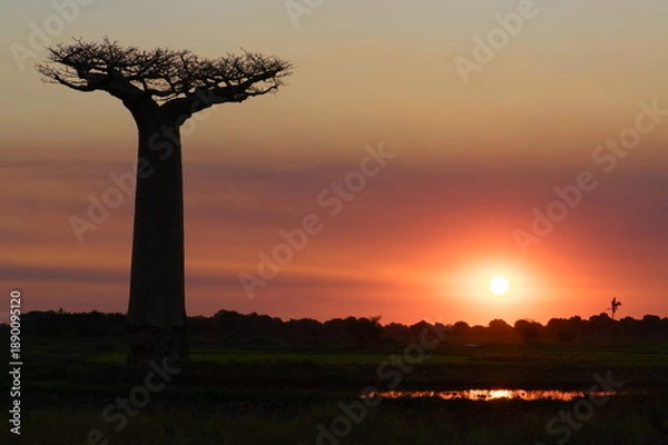 Obraz beautiful sunset with baobab tree