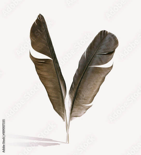 Fototapeta Two feathers stand on the surface, casting a shadow.