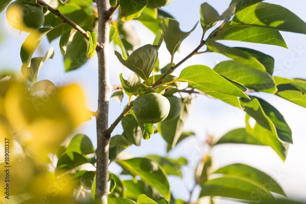 Fototapeta Diospyros kaki also called persimmon is a fruit