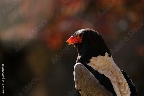 Fototapeta 横向いたダルマワシのポートレート