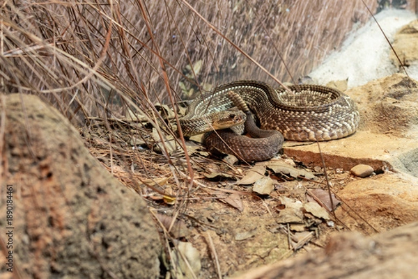 Obraz Rattlesnake between dried plants ans rocks