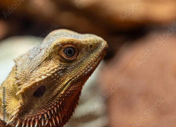 Obraz Lizard head closeup showing thorns