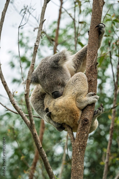 Obraz Koala