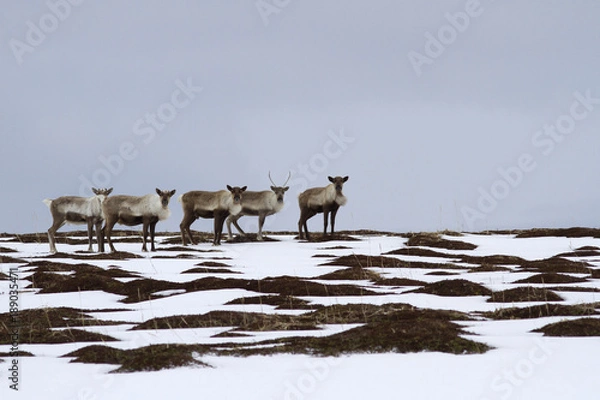 Obraz A small herd of reindeers standing on top of a hill in the tundra on a spring day
