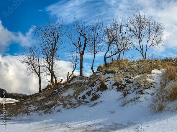 Fototapeta 723-15 Winter Trees