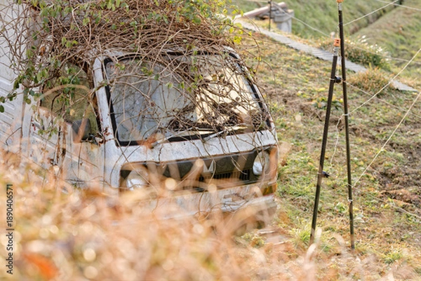 Obraz ツルに覆われた古い車