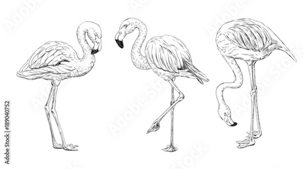 Obraz Rysunek 3 flamingów