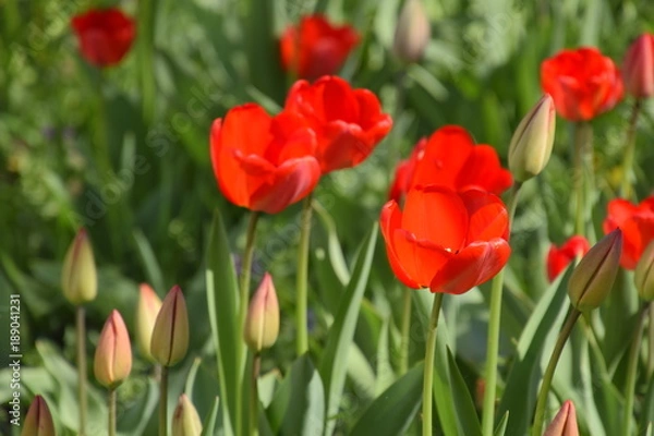Obraz Red tulips bloom in the flowerbed. Flowering of tulips