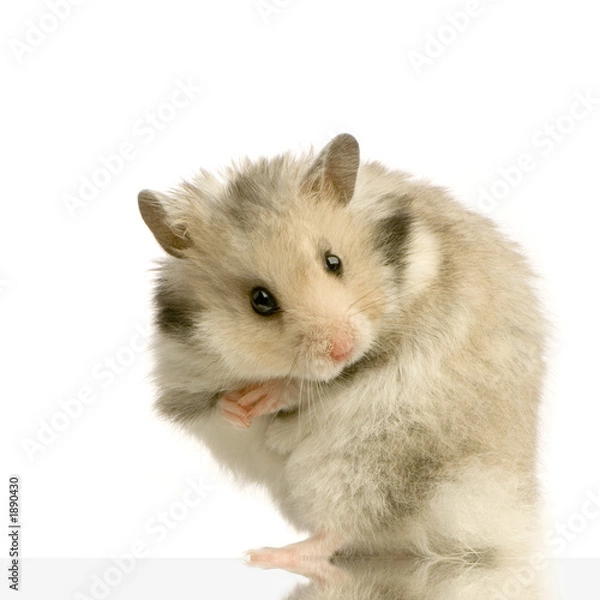 Fototapeta hamster