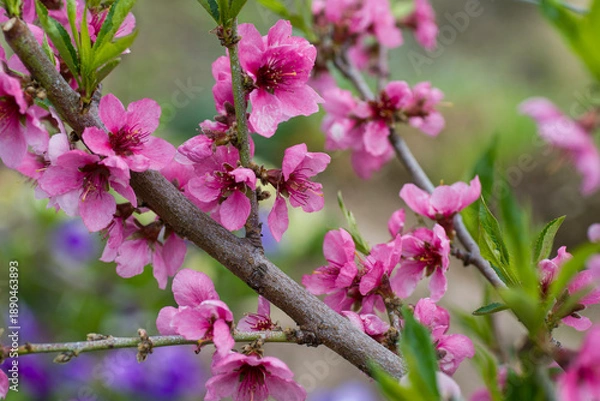 Fototapeta blooming peach
