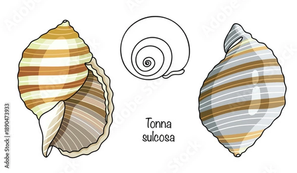 Obraz Tonna sulcosa