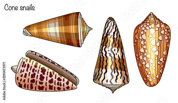 Obraz Cone snails