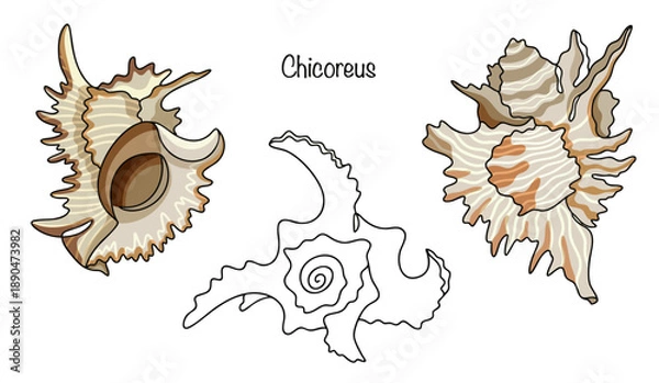 Obraz Chicoreus