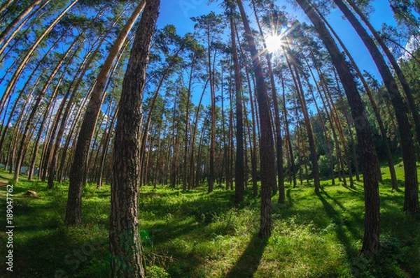 Fototapeta Fisheye view of dense pine tree forest looking up